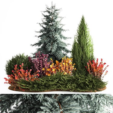 Alpine Collection Blue Spruce with Berberis 3D model image 1 