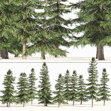 Optimized 3D Alaskan Cedar Forest 3D model image 1 