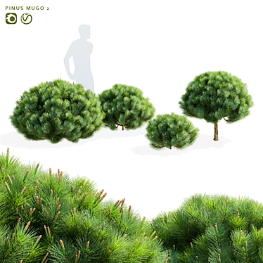 Mountain Pine Tree Bundle Set 3D model image 1 