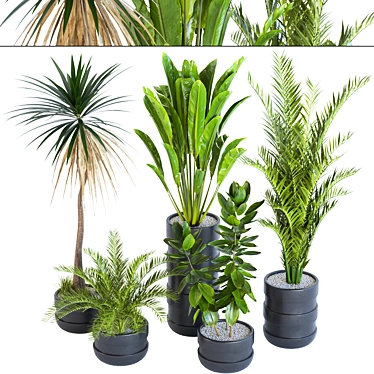 Variety Box Indoor/Outdoor Plants 3D model image 1 