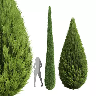 Cypress Juniperus 3D Plant Models 3D model image 1 