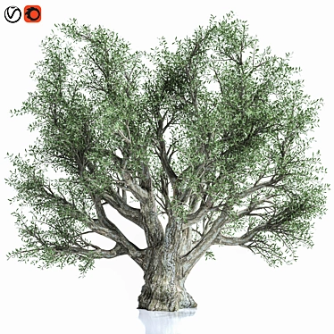 Premium Olive Tree Model 2016 3D model image 1 