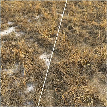 Dry grass (Autumn grass with snow)