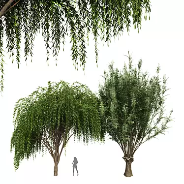 Elegant Weeping Willow 3D Model 3D model image 1 