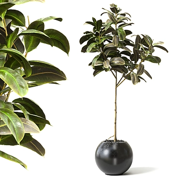 Natural Rubber Tree Decor 3D model image 1 