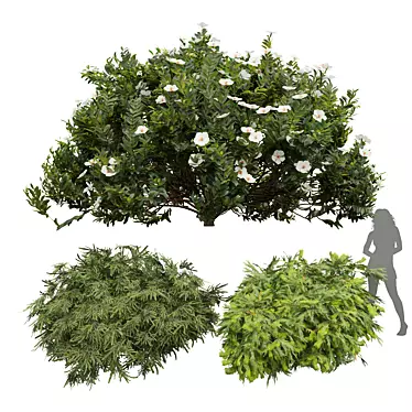 New Plant Cistus Albidus Zistrose Flower White Golden Dwarf Thuja Spruce