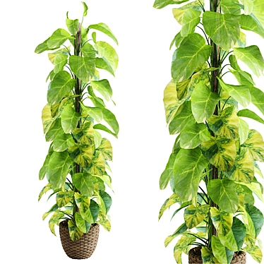 Epipremnum Aureum 01