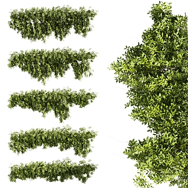 High-Quality Outdoor Bush Ivy Model 3D model image 1 