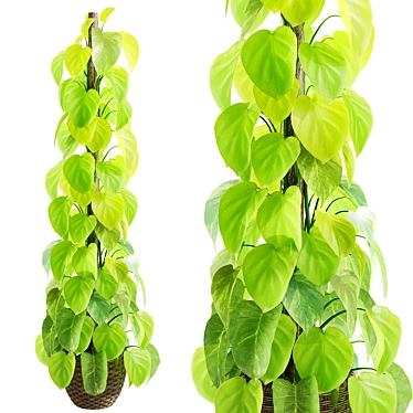 Epipremnum aureum 3D Model Display 3D model image 1 