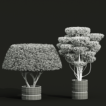 Concinna Bonsai Set, 3D Models 3D model image 1 