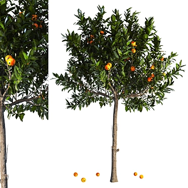 Orange Tree With Fruit 01