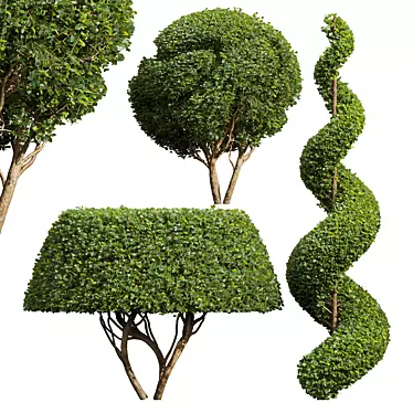 Ficus Concinna Trio Bonsai Set 3D model image 1 