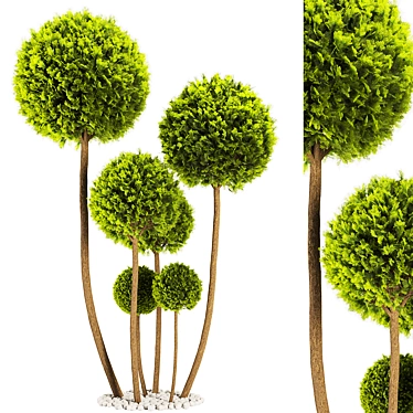 Elegant Cypress Pom Pom Topiary 3D model image 1 