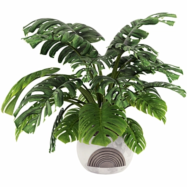 Monstera Plant Collection Set 3D model image 1 