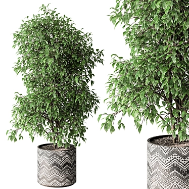 Ficus Benjamina Indoor Plant 3D model image 1 