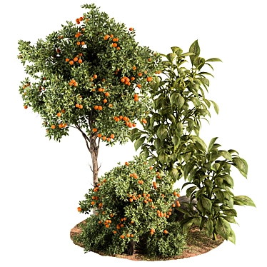 Orange Outdoor Plant 514 Beauty 3D model image 1 