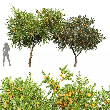 Tangerine Tree 3D Models Set 3D model image 1 