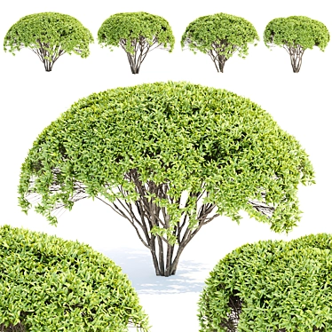 Green Bushes Vol. 193 Models 3D model image 1 