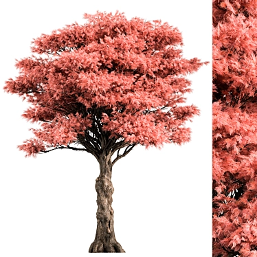 Japanese Maple Tree Collection 3D model image 1 