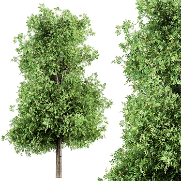 Sourwood - Set of Trees 3D model image 1 