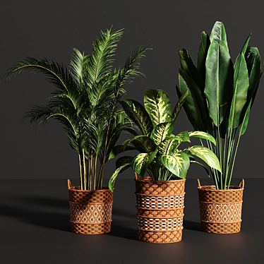 Indoor plant collection 25