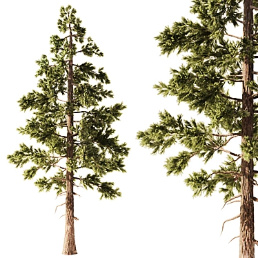 Pine Forest 3D Model Set 3D model image 1 