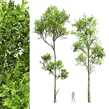 Fagus Grandifolia & Sylvatica 3D Models 3D model image 1 