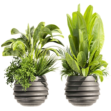 Premium Plant Collection - Banana & Palm 3D model image 1 