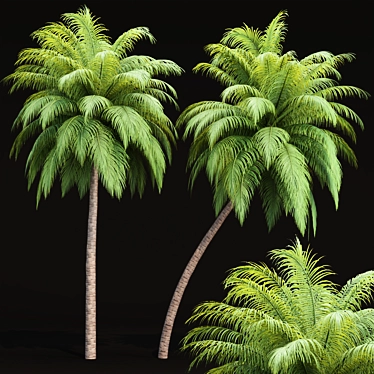 Tropical Paradise Palm Trees Collection 3D model image 1 