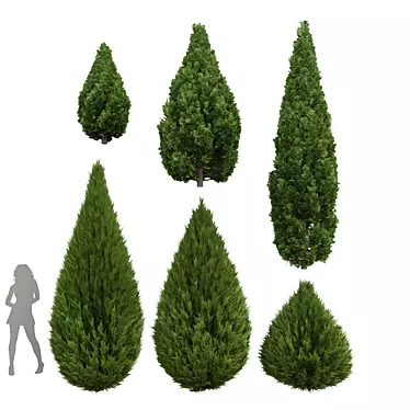 6 Unique Juniper Tree 3D Models 3D model image 1 