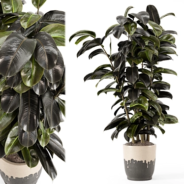 Modern Indoor Ficus Plant Set 3D model image 1 