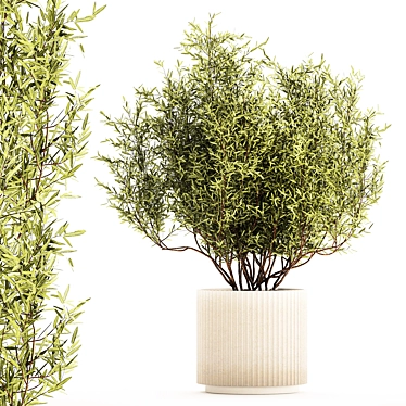 Beautiful small tree in a modern pot Loch silver, olive. 1226