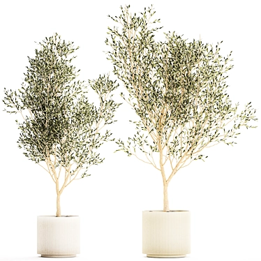 Beautiful olive trees in modern white pots. Set of plants 1227