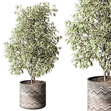 Benjamina Ficus Indoor Plant 3D model image 1 