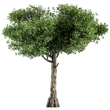 Title: Sourwood Tree Collection 159 3D model image 1 