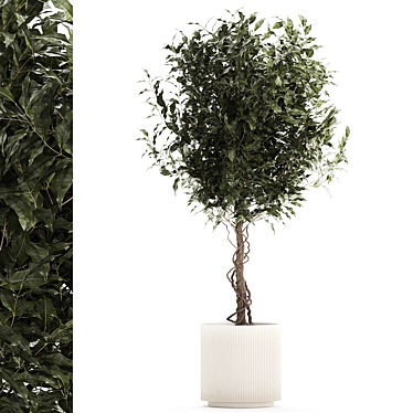 Modern Concrete Ficus Plant Décor 3D model image 1 