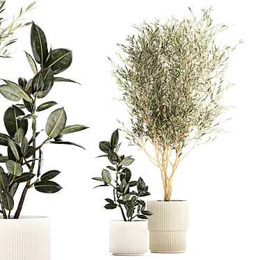 A beautiful plant in a modern pot with an ornamental olive tree and Ficus Abidjan. Plant collection 1234