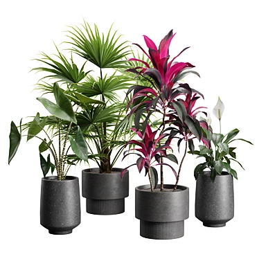 Exotic Indoor Plants Collection Pack 3D model image 1 