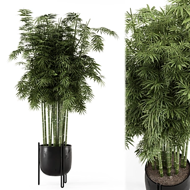 Indoor Bamboo Plants In Concrete Pots - Set 1432