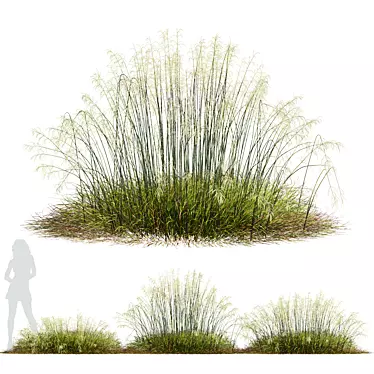 Stipa arundinacea Sweet Grass Model 3D model image 1 