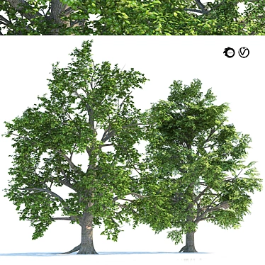 Optimized Broadleaf Tree Models 3D model image 1 