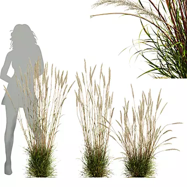 Golden-Hued Ornamental Grass 3D Models 3D model image 1 