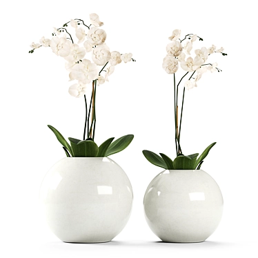 Orchids in round vases