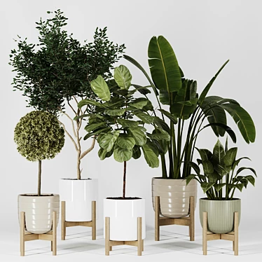 Plant collection Vol. 06 ficus banana lyrata decorative planter indoor concrete