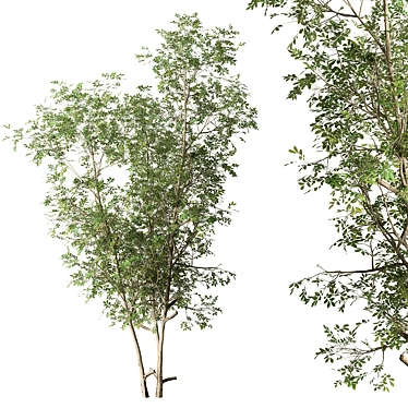 Sapling Sourwood Set 164 3D model image 1 