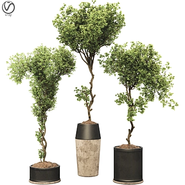 Bonsai Olive Tree Collection 97 3D model image 1 