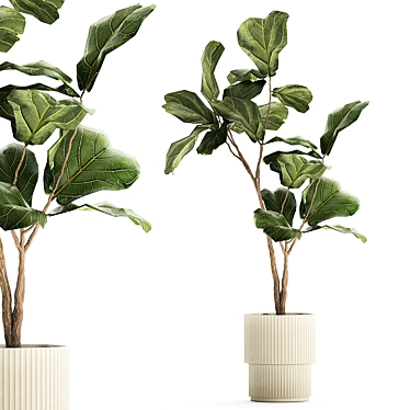 Stylish Ficus Lyrata Indoor Tree 3D model image 1 