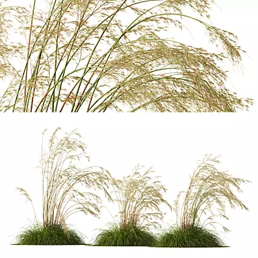 Iberian Giant Feather Grass Model 3D model image 1 