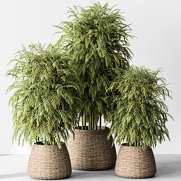 Bamboo Tree Indoor Plant Eco-Friendly 3D model image 1 