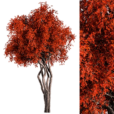 Red Maple Tree Collection 166 3D model image 1 